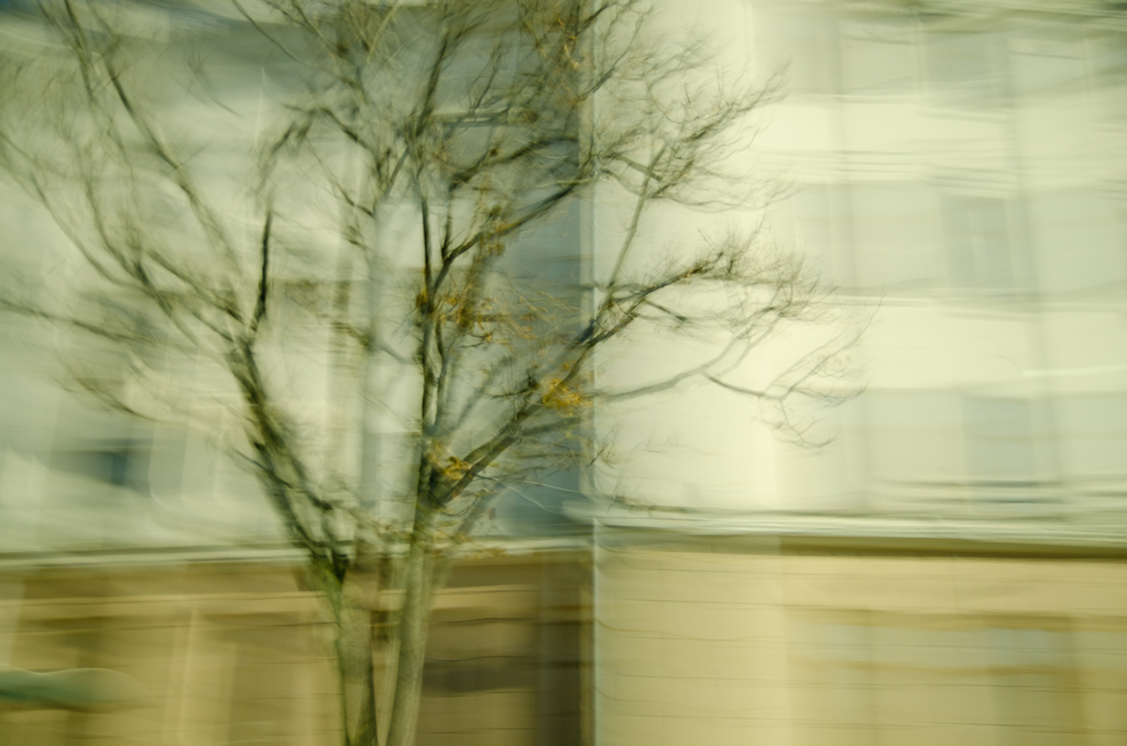 photo "Trees in the city" tags: city, street, nature, 