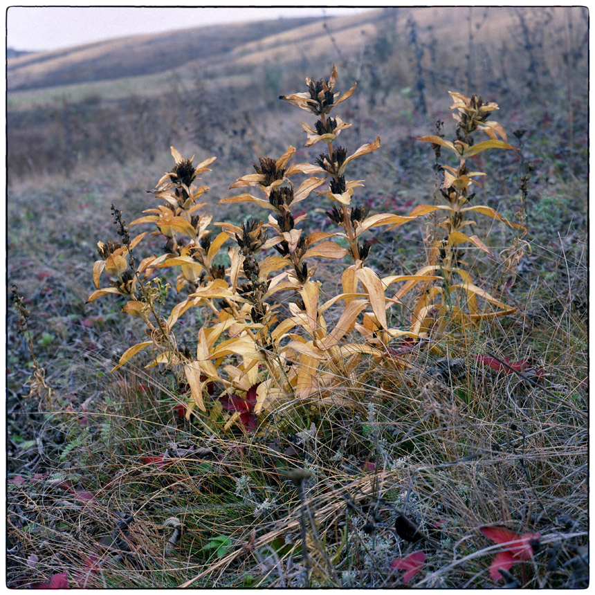 photo "***" tags: nature, 120, 6x6, Kodak Ektar 100, TLR, Yashica Mat Em