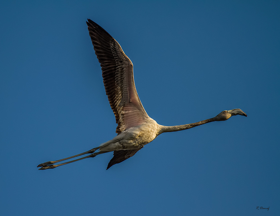 photo "Flamingo in flight" tags: nature, 