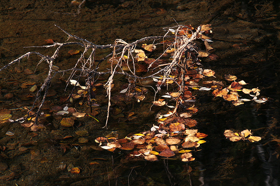 photo "Fall" tags: nature, 