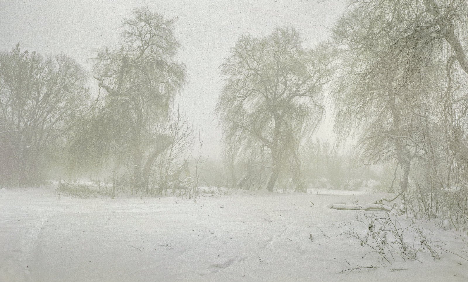 photo "Snowstorm ..." tags: landscape, nature, panoramic, snow, winter, ветер, деревья