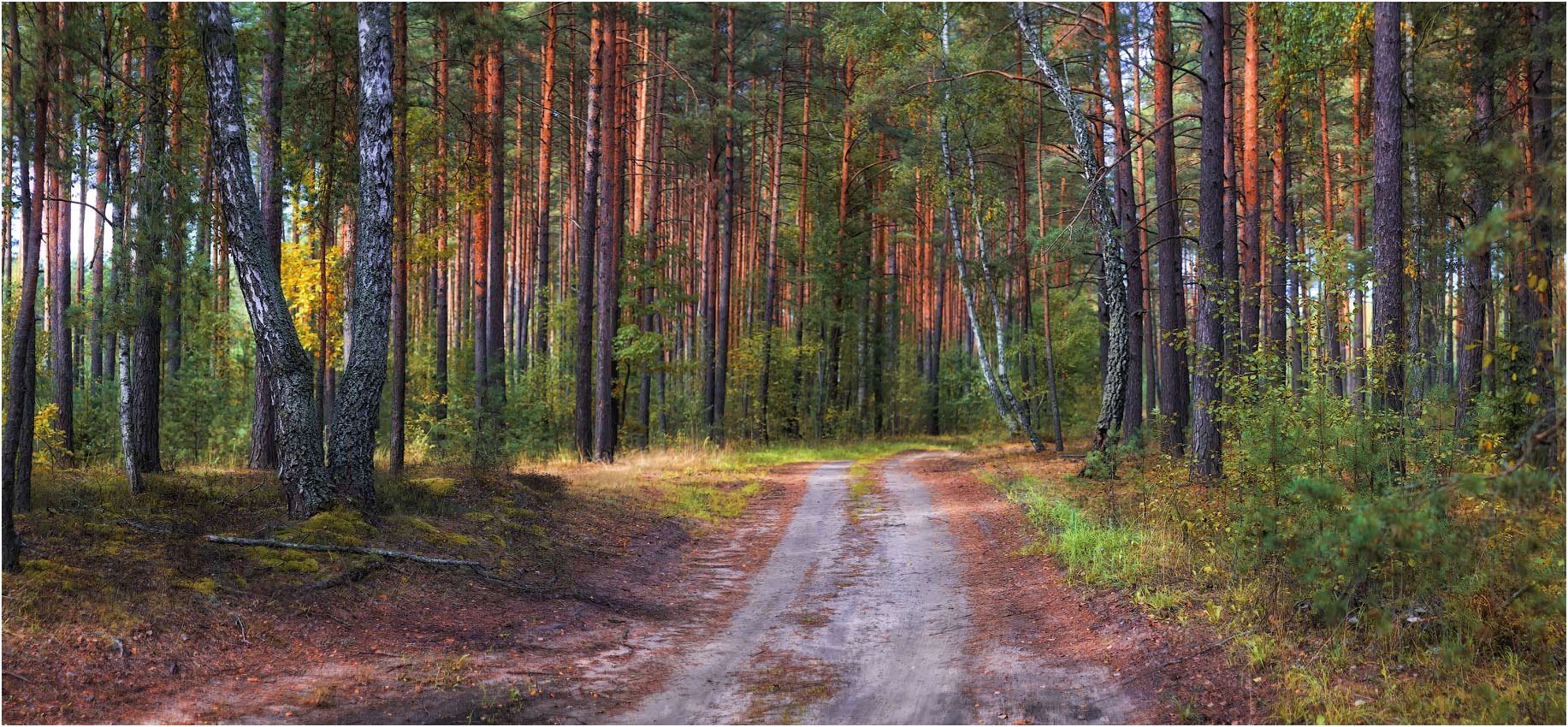 photo "***" tags: landscape, nature, forest, октябрь