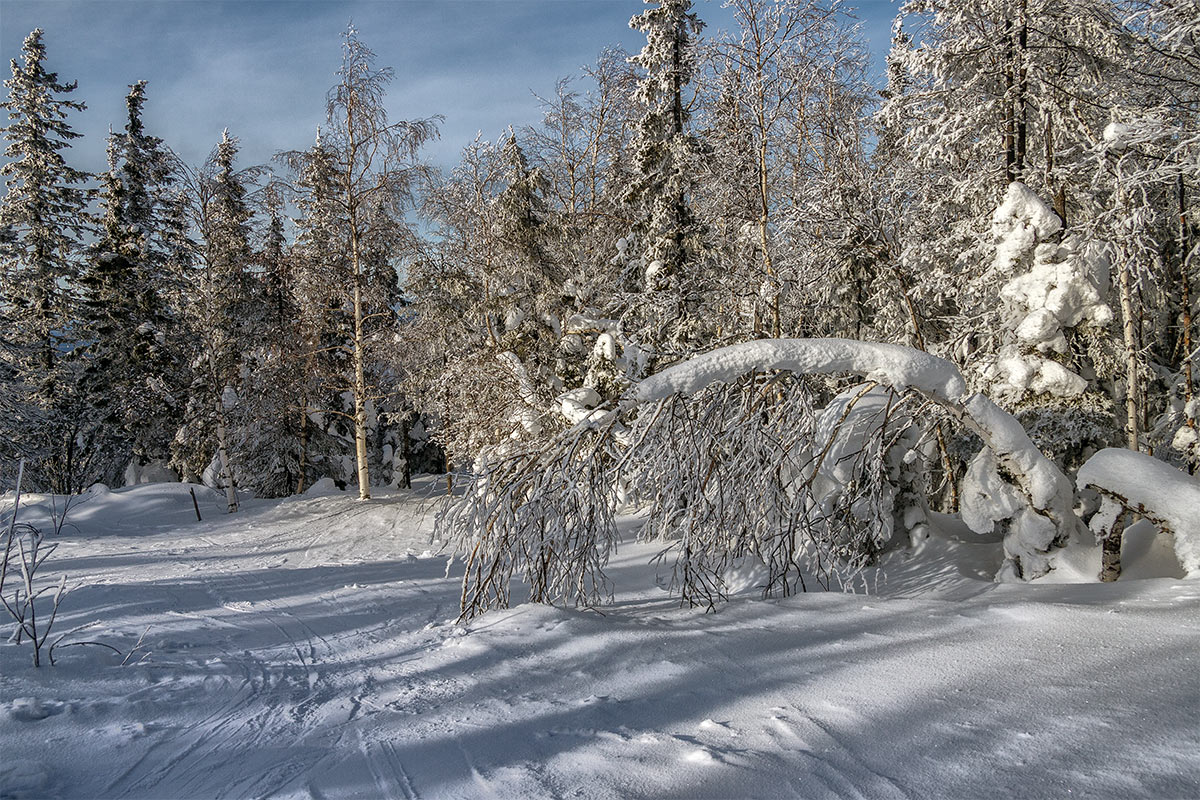 под тяжестью снега. под тяжестью снега. туя под снегом. под тяжестью снега. березы под тяжестью снега.