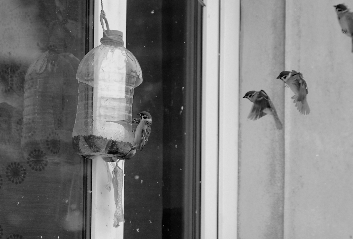 photo "***" tags: , 