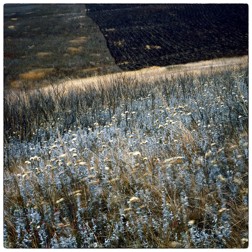 photo "***" tags: nature, 120, 6x6, TLR, Yashica Mat Em