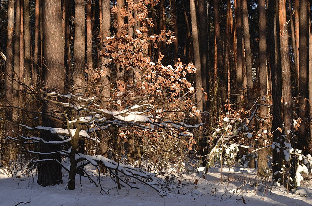 фото "Сосновый бор" метки: пейзаж, зима, лес, снег, солнце