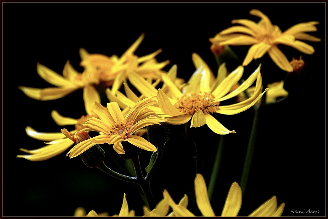 photo "photo 3001" tags: nature, macro and close-up, 