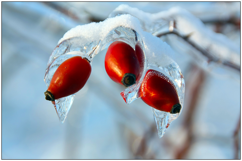 фото "Red refuse frost" метки: макро и крупный план, Ice, frost, frozen, macro, red, зима, снег