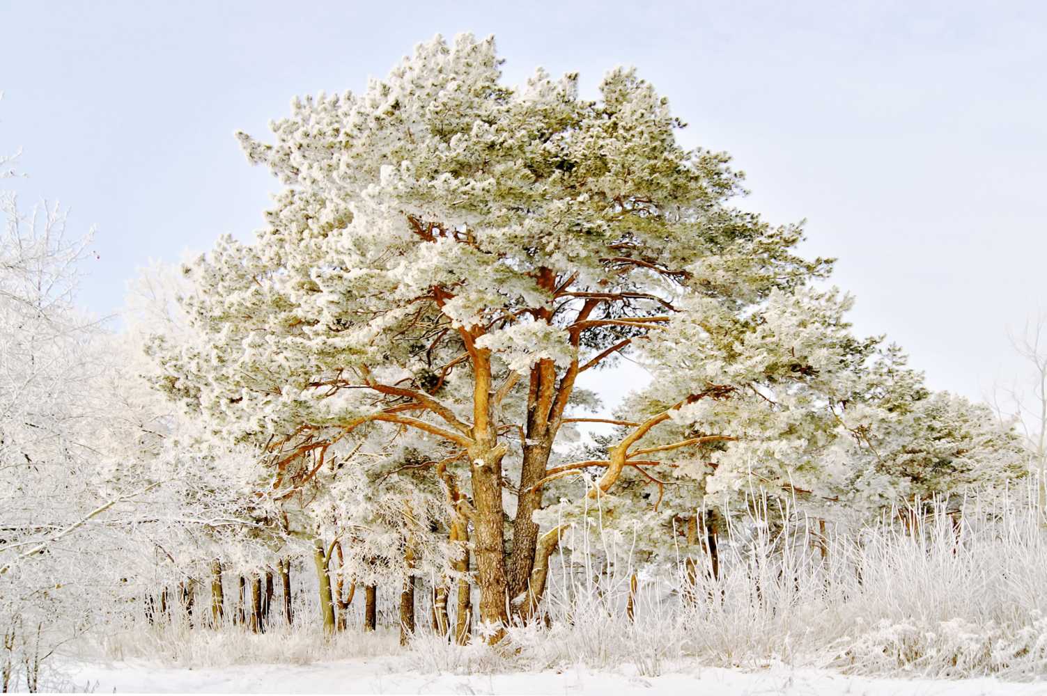 photo "***" tags: landscape, nature, hoarfrost, winter, мороз, сосновый бор