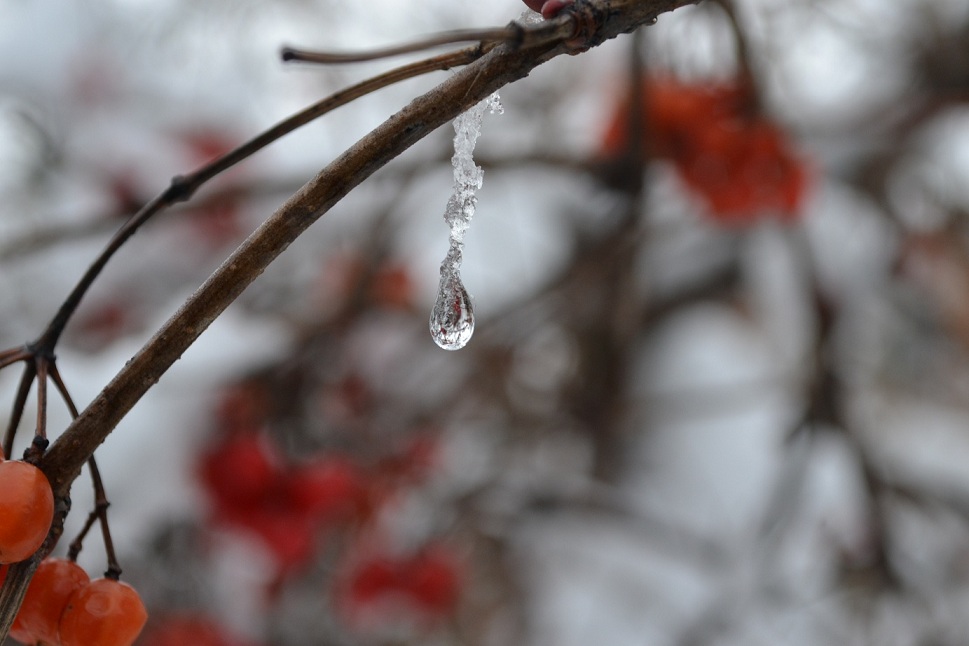 фото "капля воды" метки: природа, макро и крупный план, макро