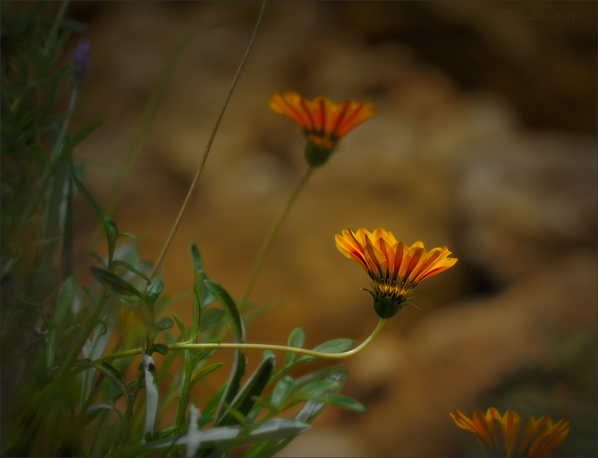 photo "***" tags: nature, macro and close-up, Europe, flowers, forest, summer, полдень