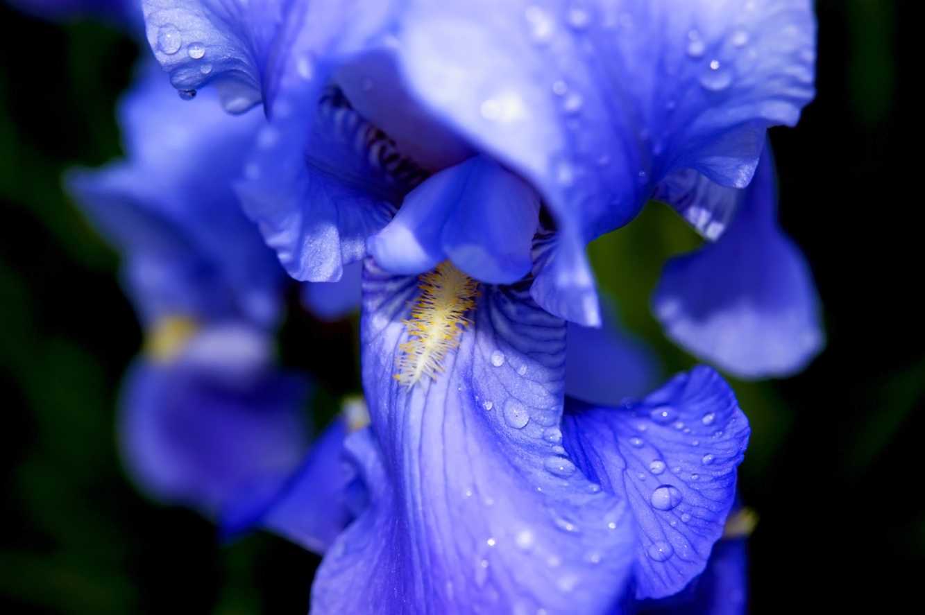 photo "***" tags: nature, macro and close-up, flowers, роса, синий цвет