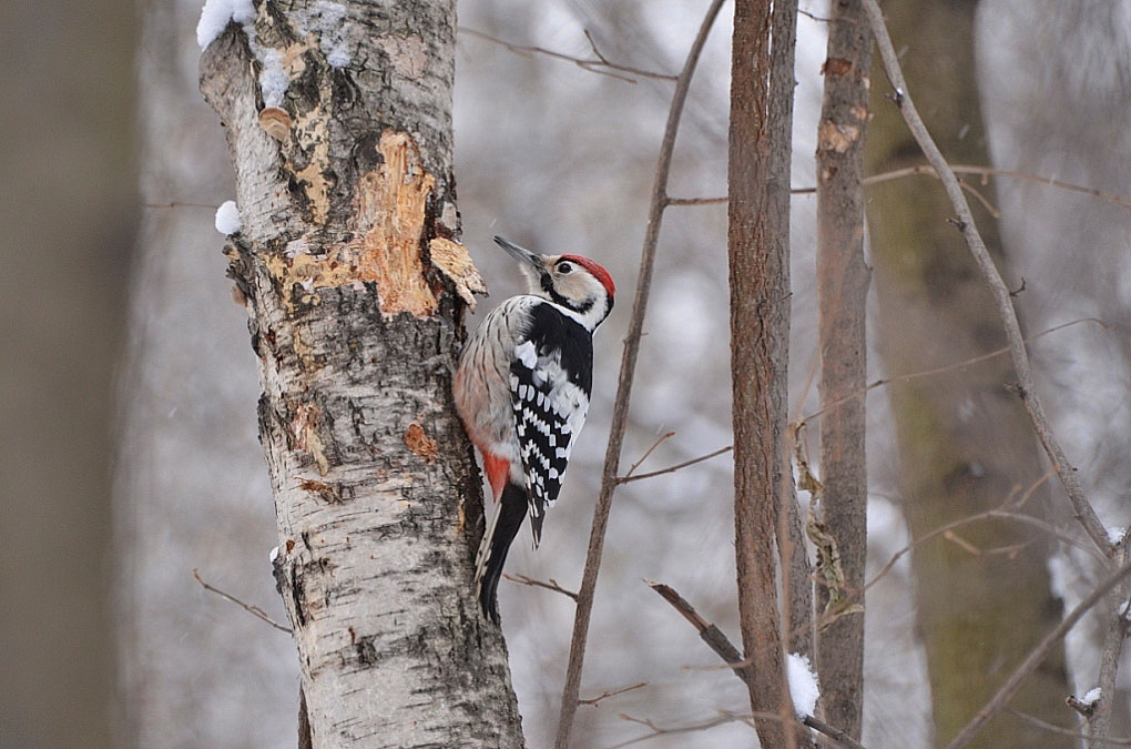 photo "***" tags: nature, Moscow, winter, Сокольники, дятел, птицы