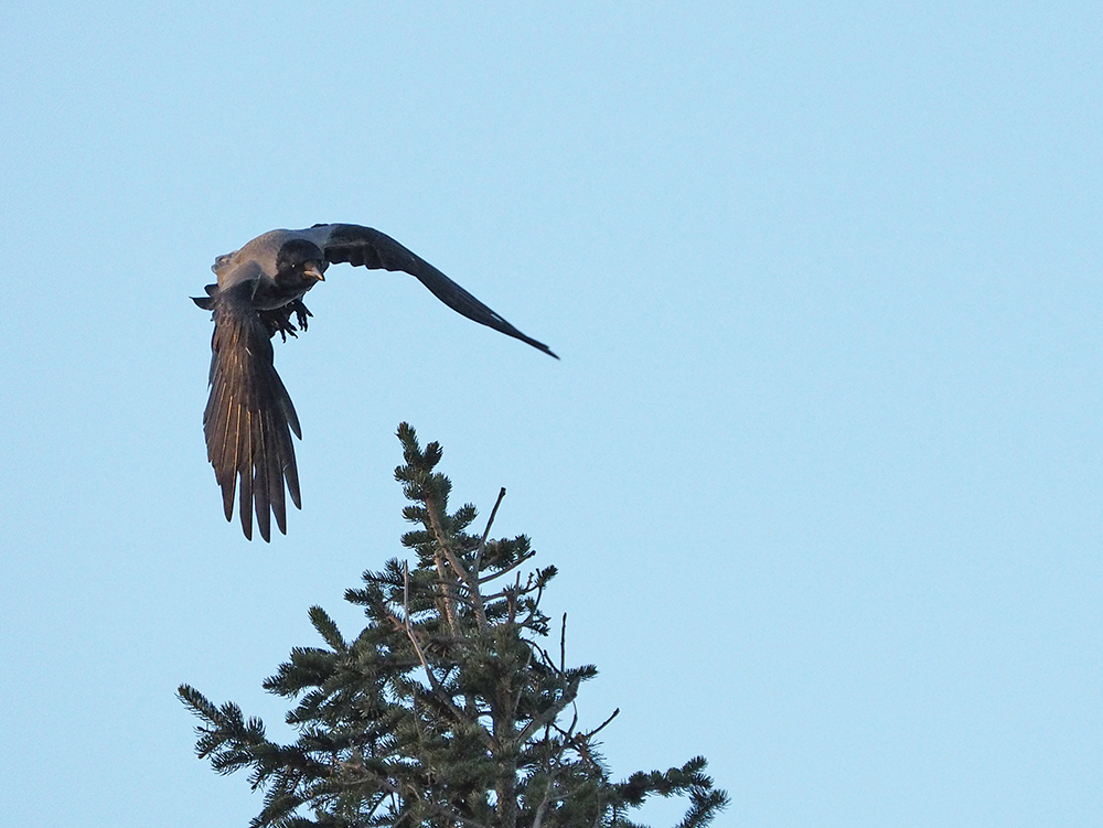 фото "Crow In Flight" метки: природа, портрет, репортаж, 