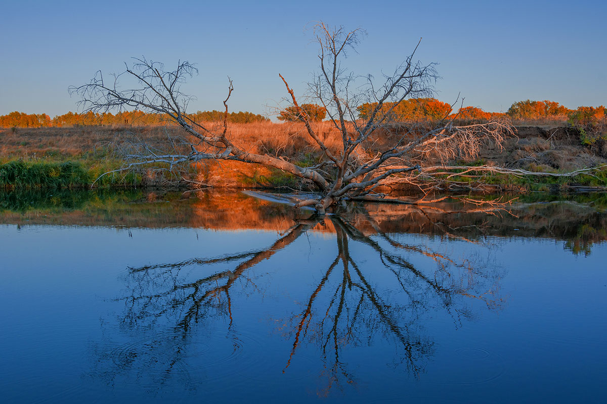 photo "Spider" tags: nature, misc., landscape, river, отражение в воде, поваленное дерево, природа