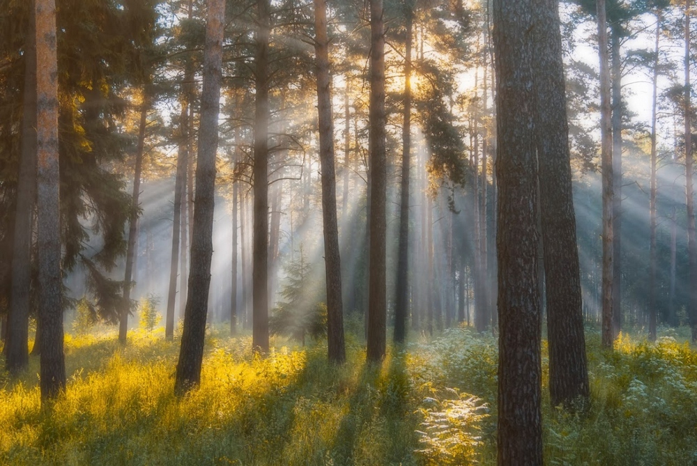 photo "***" tags: landscape, nature, forest, summer, Восход, лучи, сосны