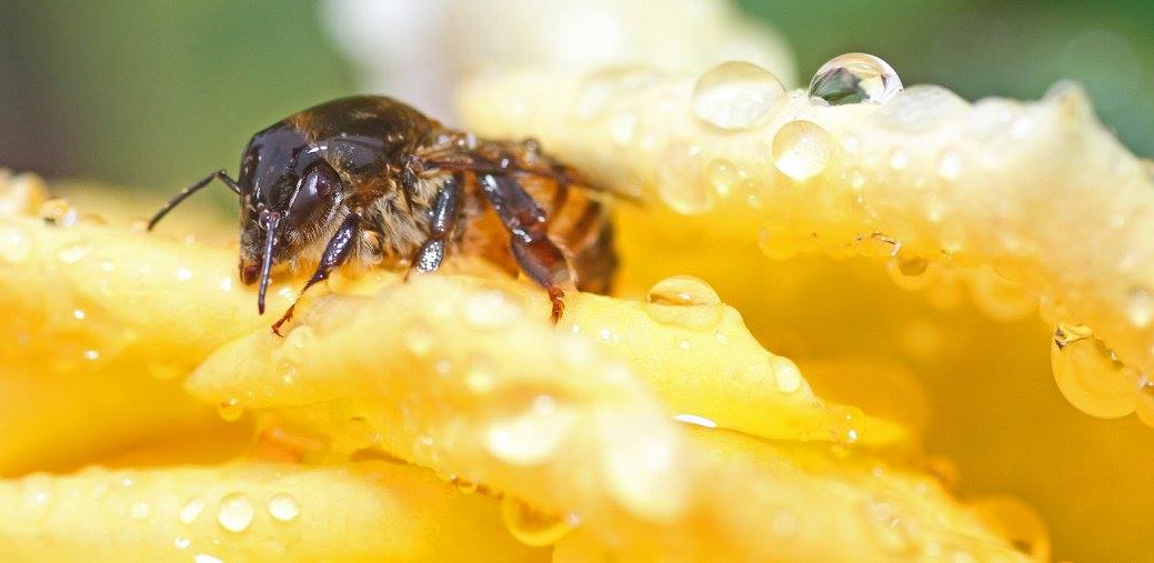 photo "Watered Down" tags: nature, macro and close-up, 