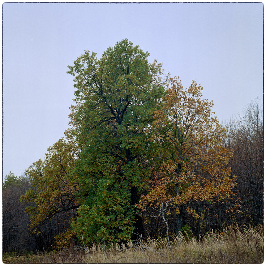 photo "***" tags: nature, 120, 6x6, Kodak Ektar 100, TLR, Yashica Mat Em