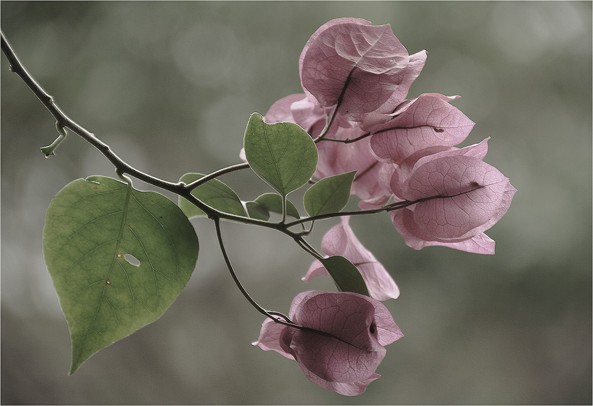 photo "In the hushed tones" tags: nature, macro and close-up, 