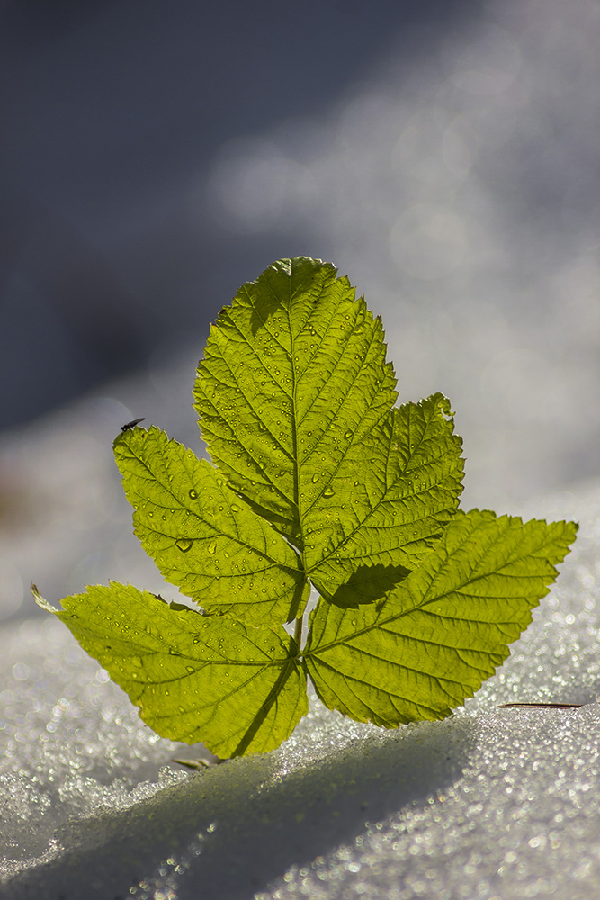 photo "***" tags: nature, macro and close-up, snow, капли воды, капли на листе, контровой свет, лист малины, листва, природа