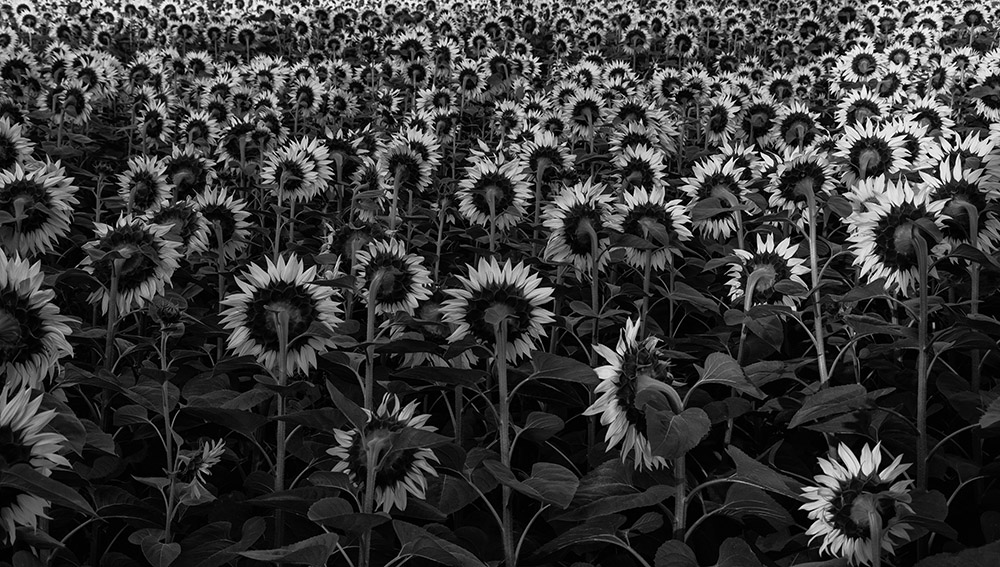 photo "***" tags: nature, black&white, sunflowers, масляничные культуры, монохромное фото, природа, сельское хозяйство