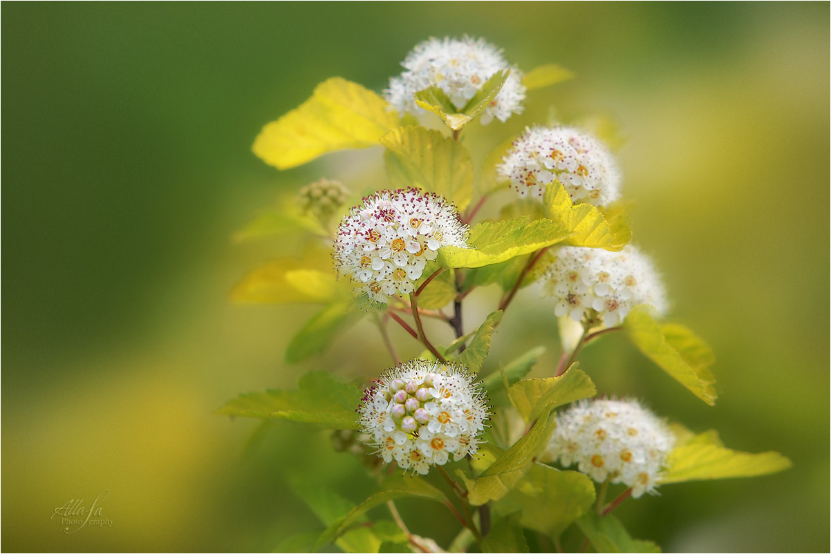 photo "***" tags: macro and close-up, nature, fragment, 