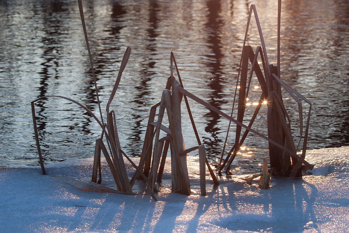 photo "***" tags: nature, evening, river, snow, sun, winter, камыш