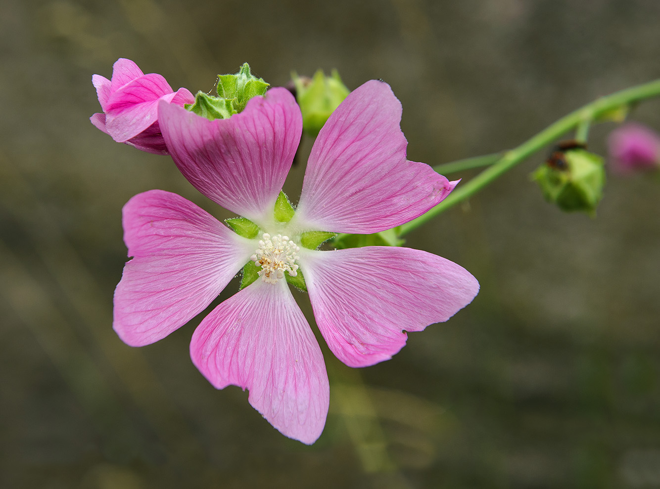 photo "***" tags: macro and close-up, nature, 