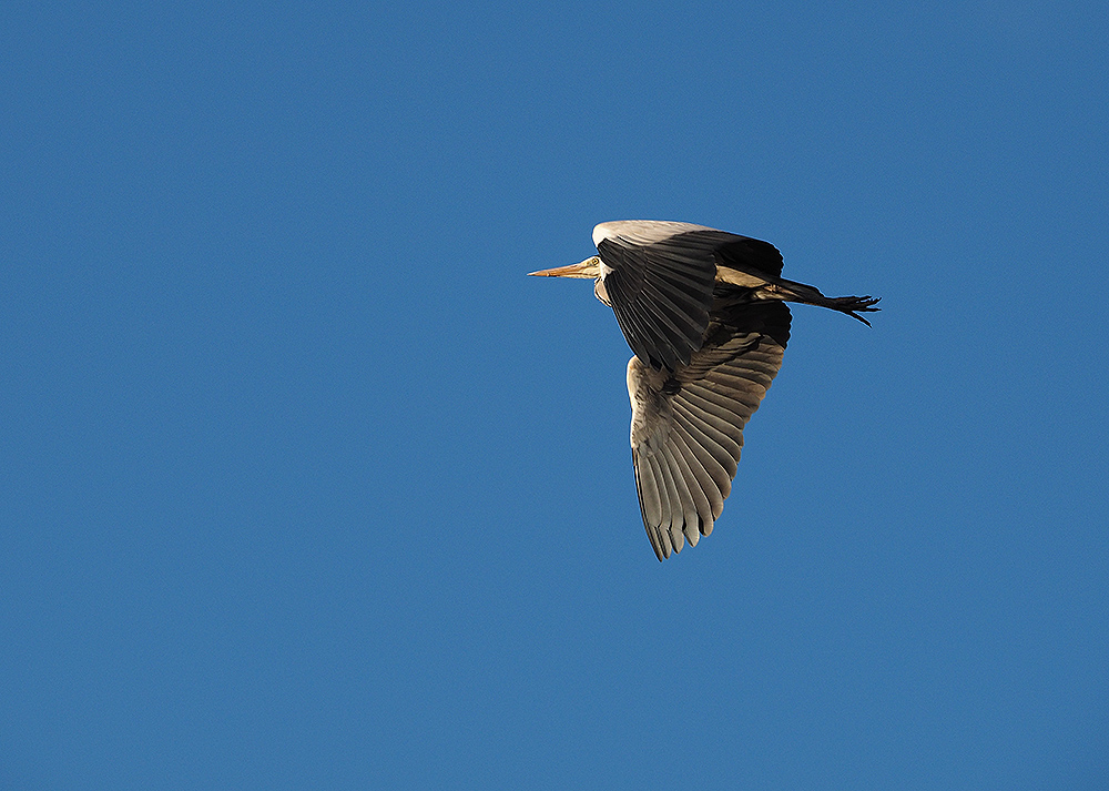 photo "Herons Flight III" tags: nature, portrait, reporting, 