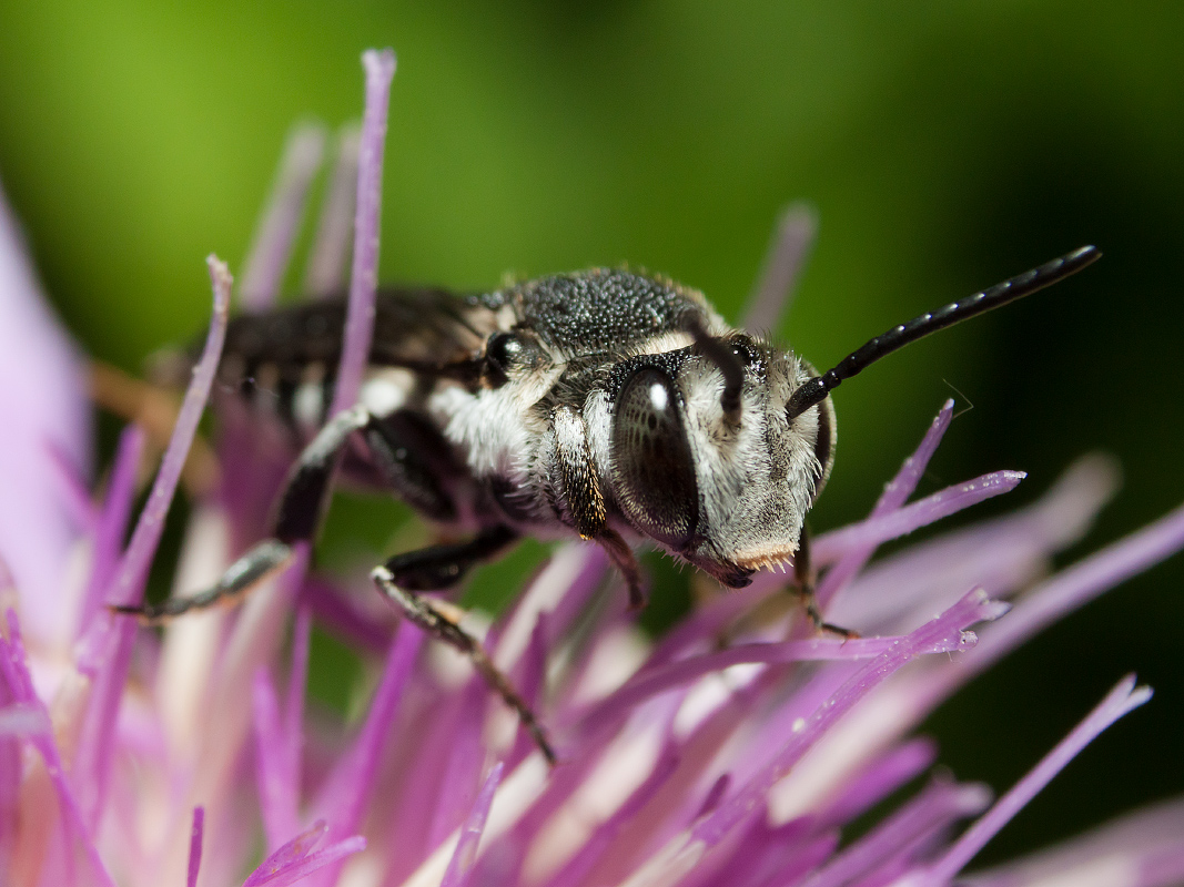 photo "***" tags: macro and close-up, 