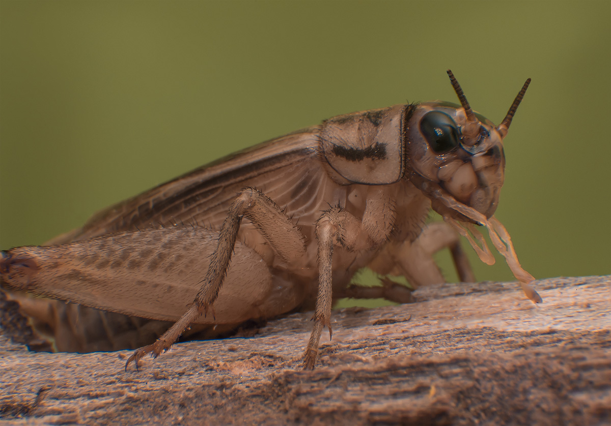 photo "***" tags: macro and close-up, 