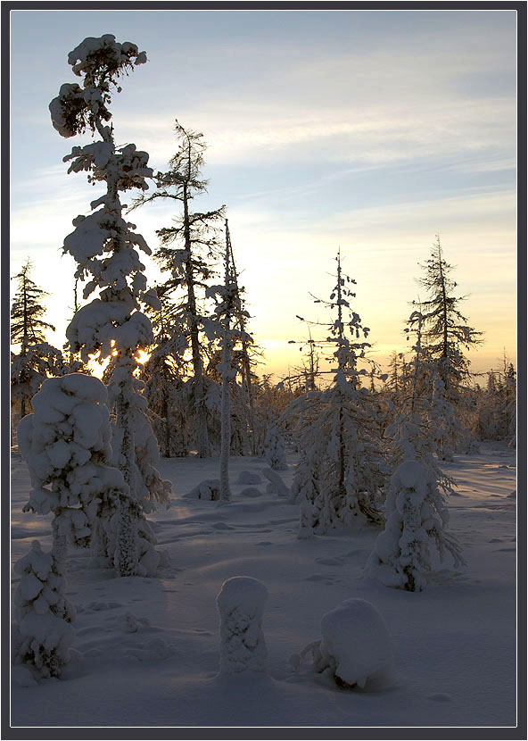 photo "***" tags: landscape, morning, taiga, winter