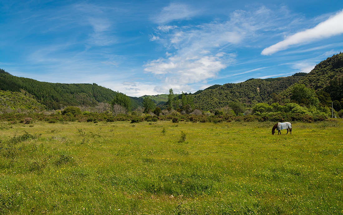 фото "Чемпион" метки: пейзаж, природа, путешествия, New Zealand, field, grass, horse, горы, небо, облака, цветы