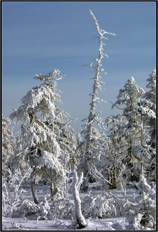 фото "Замороженный лес" метки: пейзаж, Якутия, зима, мороз, тайга
