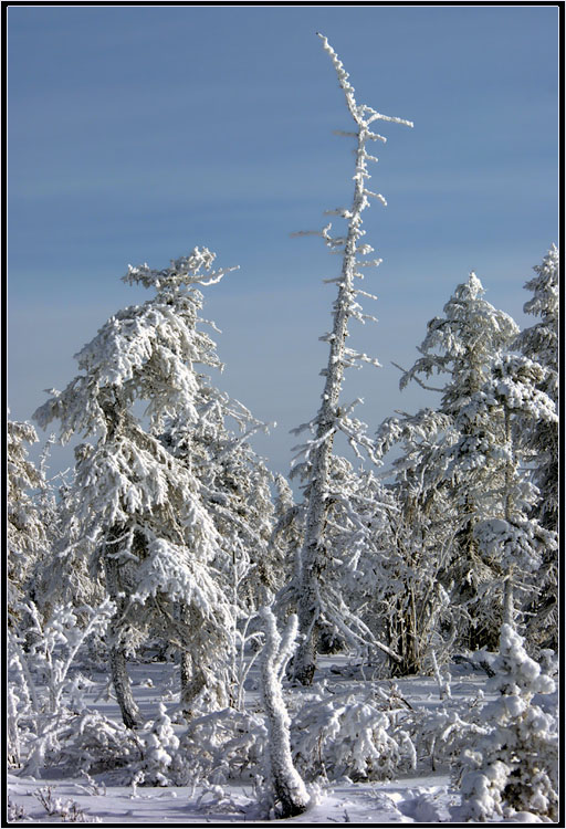 photo "***" tags: landscape, taiga, winter, Якутия, мороз