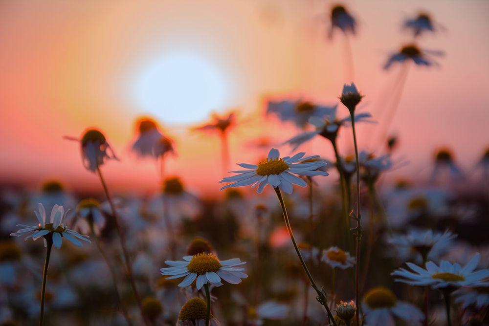фото "На закате" метки: природа, макро и крупный план, Полевые цветы, закат, природа, растения, ромашки, цветы