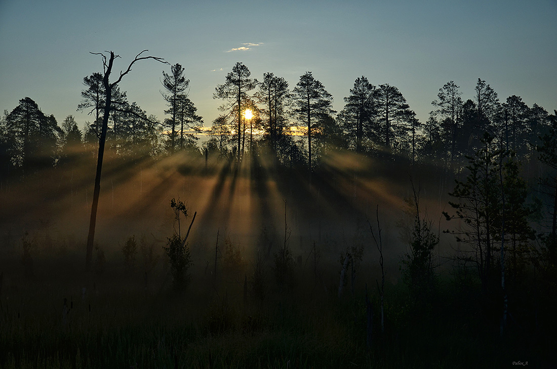 photo "***" tags: landscape, nature, forest