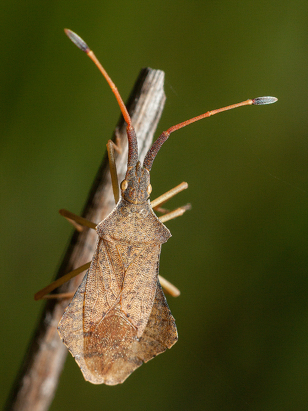 photo "***" tags: macro and close-up, 