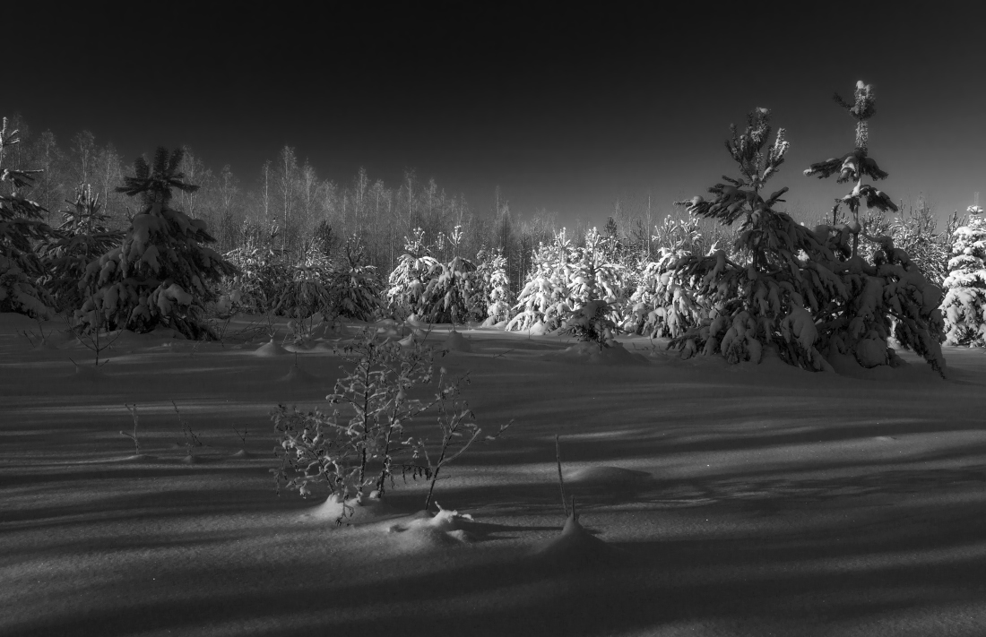 photo "***" tags: black&white, landscape, forest, snow, winter, елки, мороз, тени, шиповник
