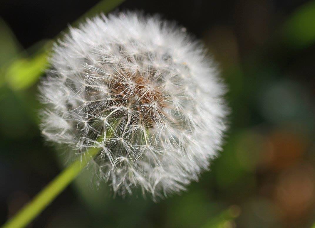 фото "Dandy" метки: природа, макро и крупный план, 