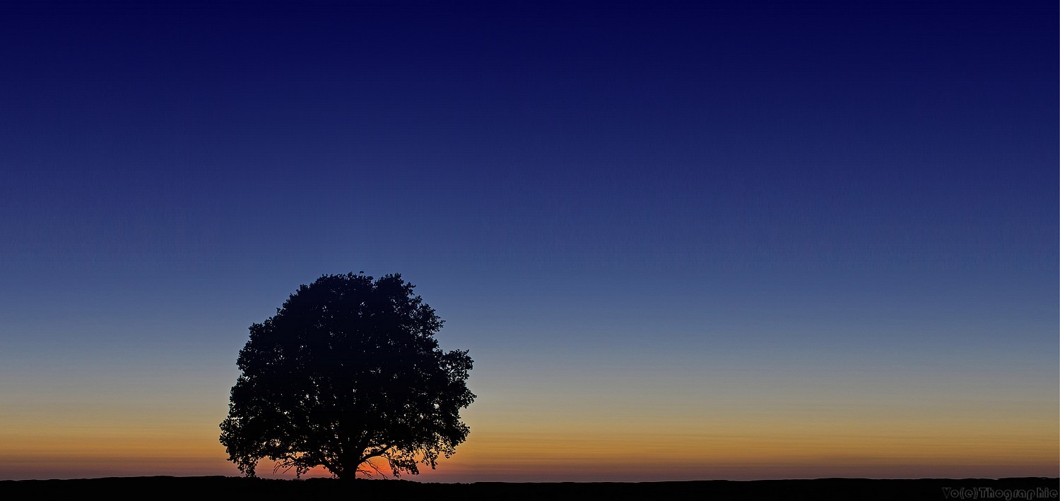 photo "the lonely tree" tags: , 