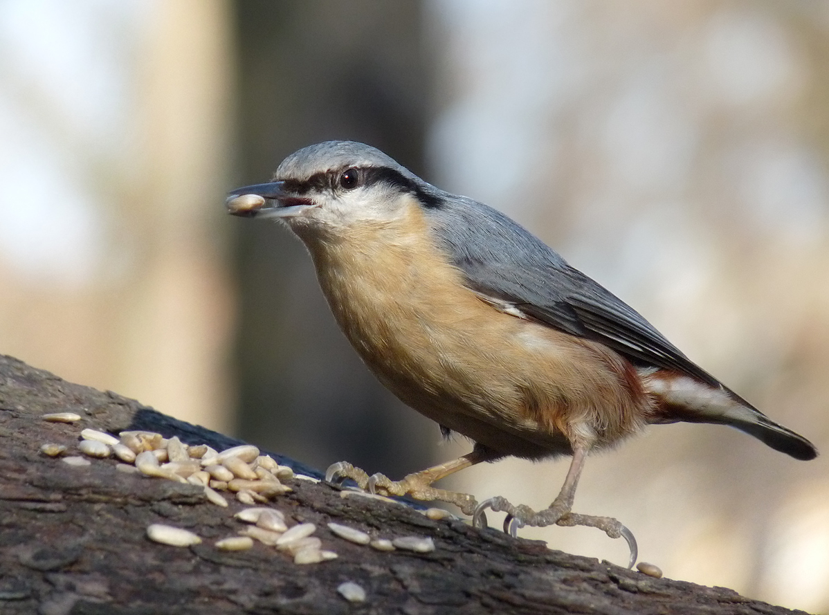 photo "***" tags: macro and close-up, wild animals