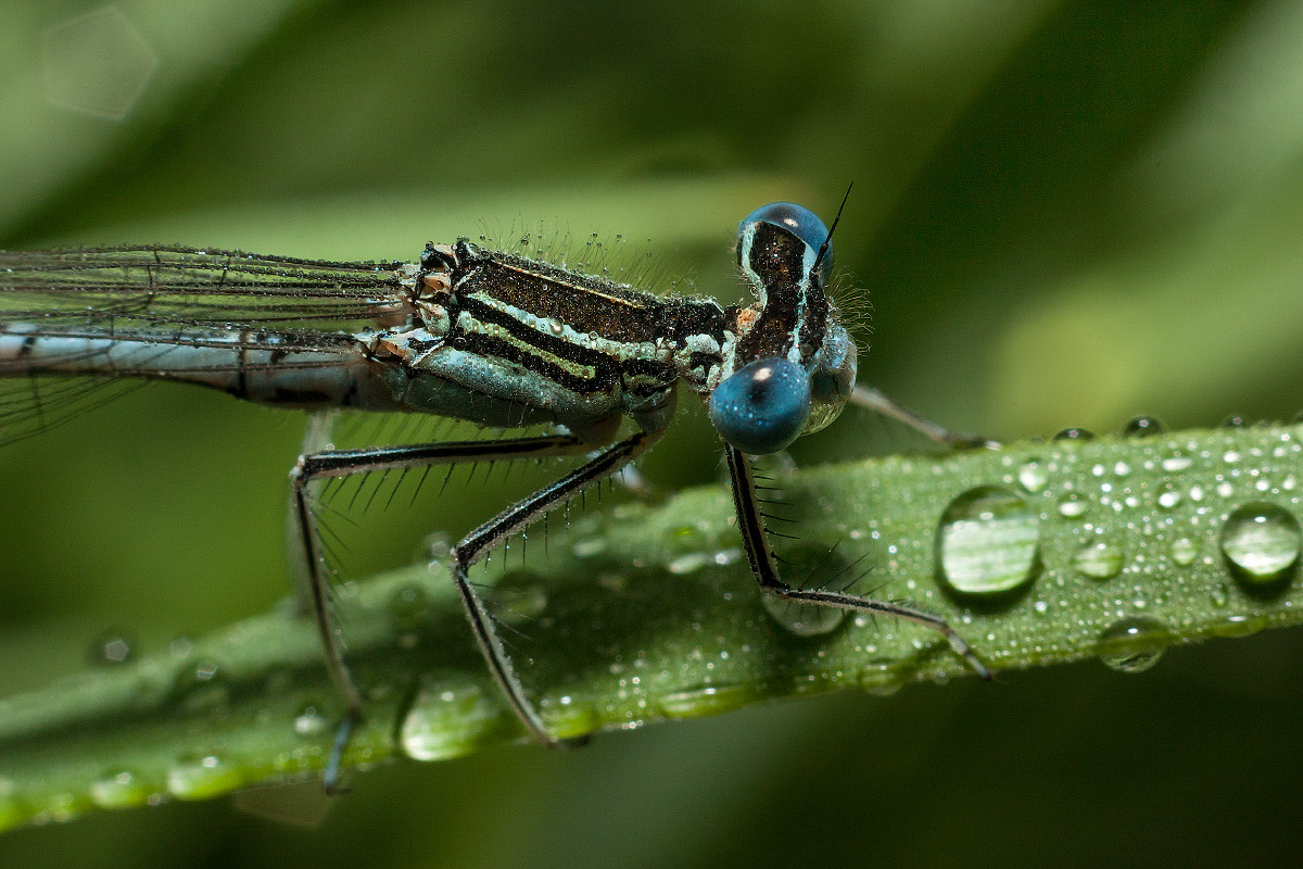 photo "***" tags: macro and close-up, 