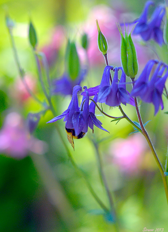 photo "Bellflowers" tags: nature, 