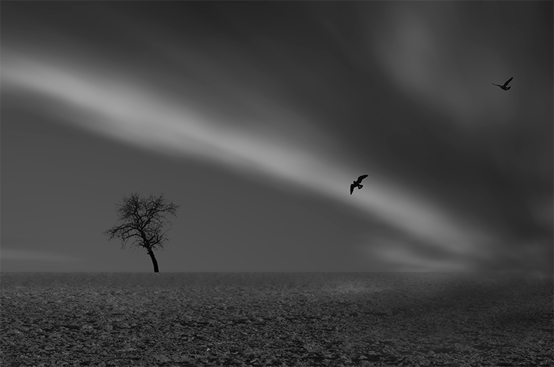 photo "The Birds and the Wind." tags: black&white, Abstract, Landscape