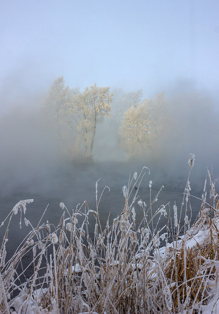 photo "***" tags: nature, fog, winter, деревья, камыш, природа, рогоз