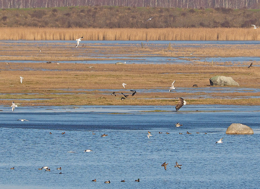 photo "Copenhagen Wildlife" tags: nature, landscape, reporting, 