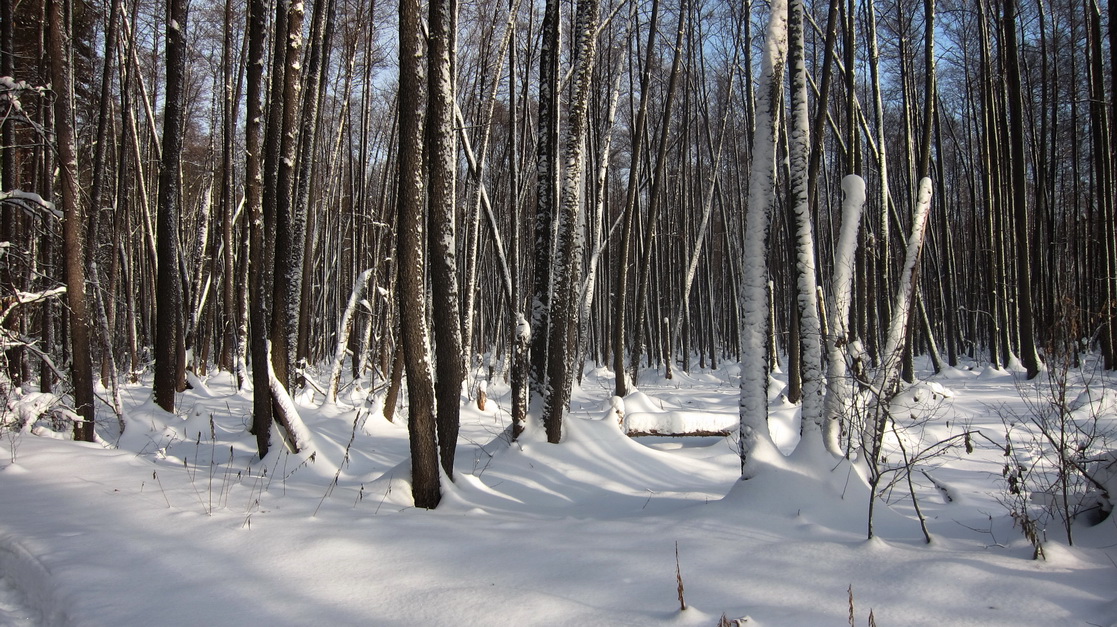 фото "***" метки: пейзаж, зима, лес, мороз