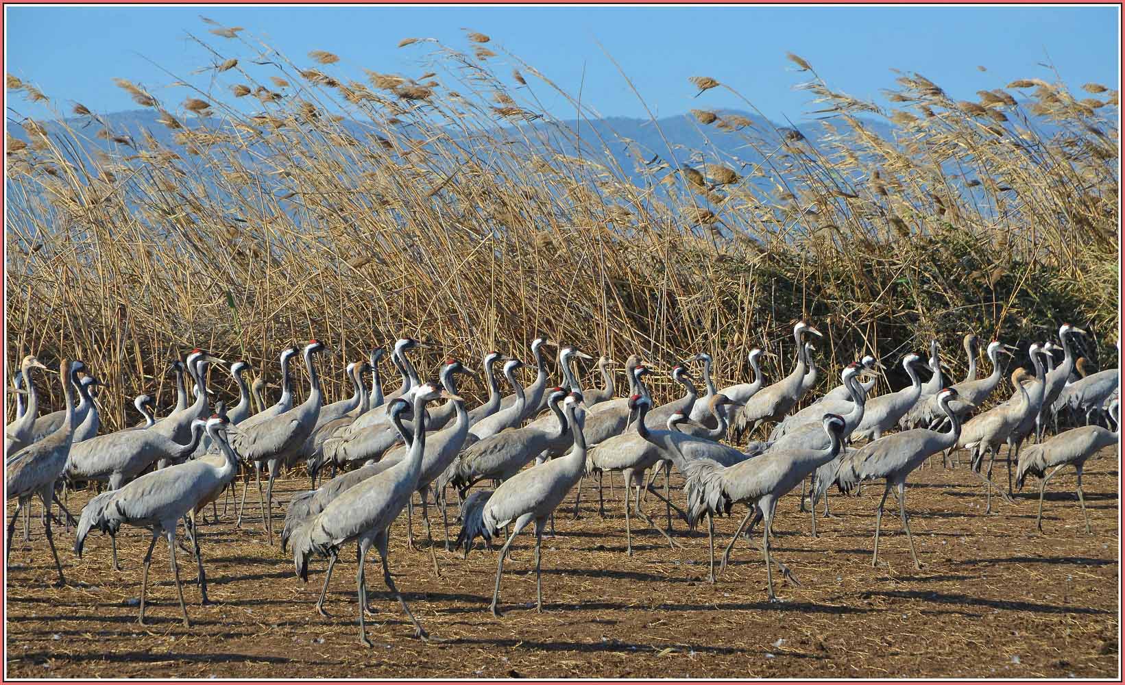 photo "журавли" tags: nature, Israel, журавли, заповедник