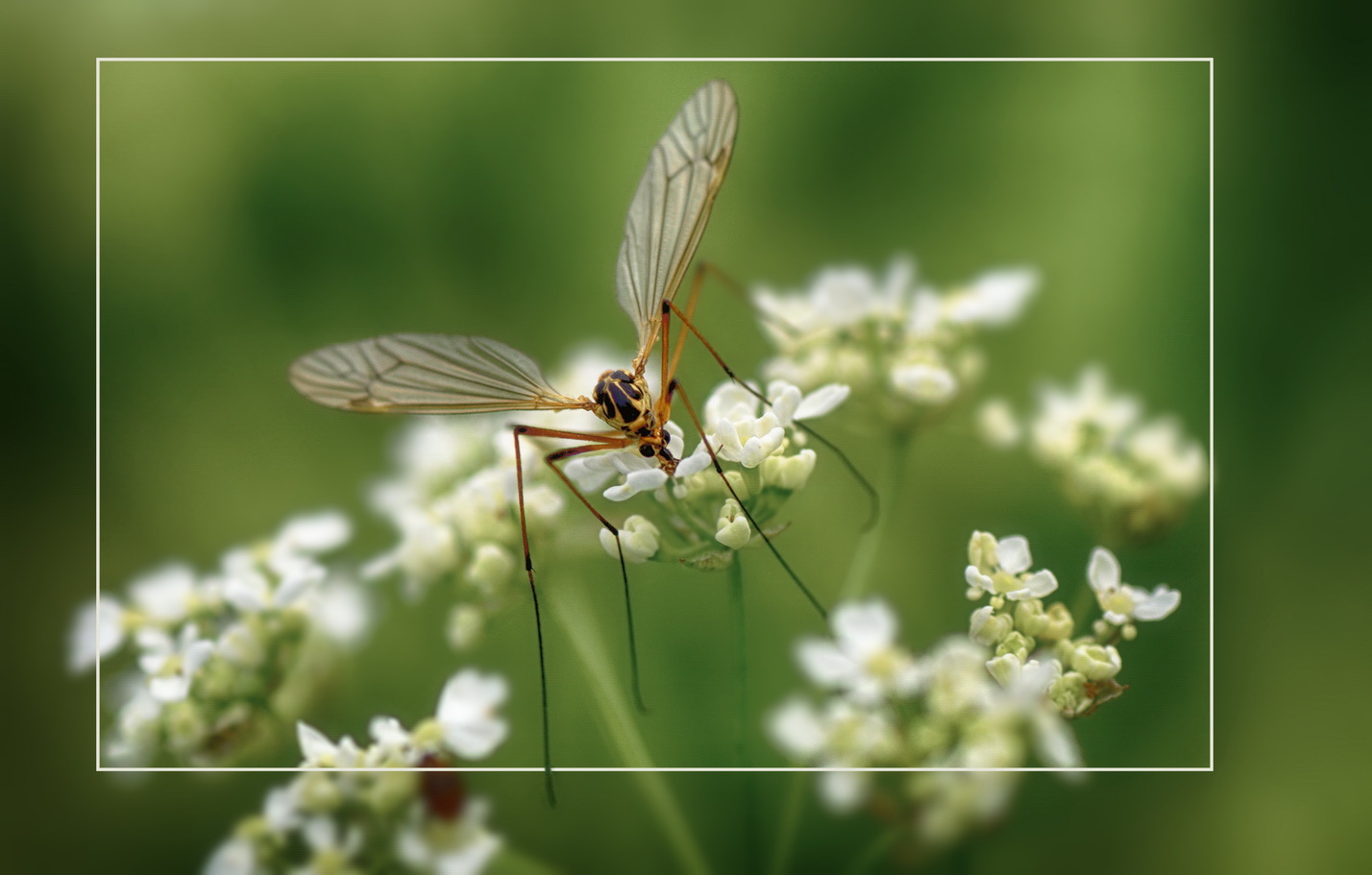 photo "***" tags: macro and close-up, 